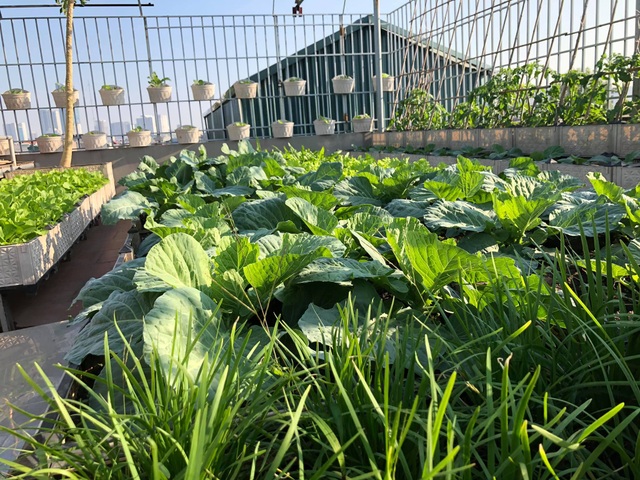 Ông bố Hà Nội chi 70 triệu đồng trồng rau, quả sai lúc lỉu trên sân thượng - 6 Ông bố Hà Nội chi 70 triệu đồng trồng rau, quả sai lúc lỉu trên sân thượng - 6