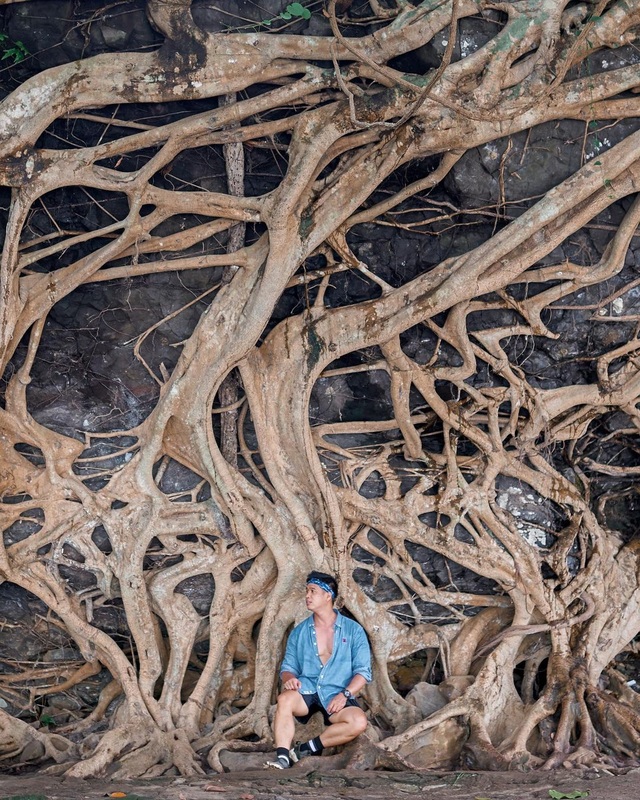 The old tree has a huge root system that attracts tourists to take pictures in Dak Lak - 3