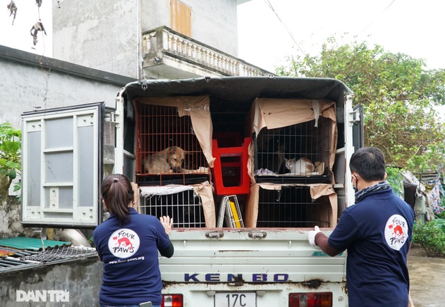 24 cá thể chó, mèo được cứu sống tại một lò giết mổ tiểu hổ - 9 24 cá thể chó, mèo được cứu sống tại một lò giết mổ tiểu hổ - 9