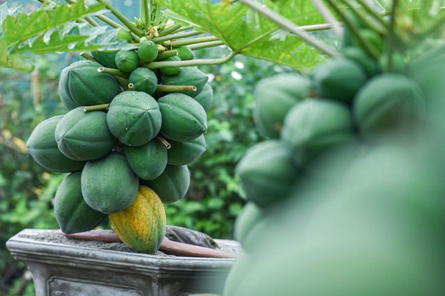 Săn đu đủ bonsai dáng siêu độc, quả đẻ chi chít chơi Tết - 1 Săn đu đủ bonsai dáng siêu độc, quả đẻ chi chít chơi Tết - 1