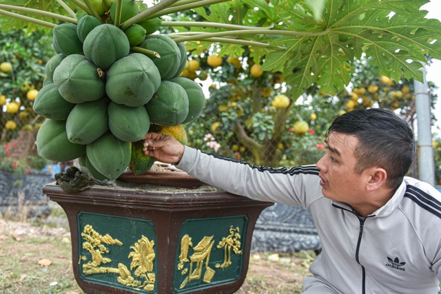 Săn đu đủ bonsai dáng siêu độc, quả đẻ chi chít chơi Tết - 4 Săn đu đủ bonsai dáng siêu độc, quả đẻ chi chít chơi Tết - 4