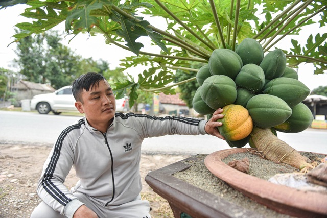 Săn đu đủ bonsai dáng siêu độc, quả đẻ chi chít chơi Tết - 10 Săn đu đủ bonsai dáng siêu độc, quả đẻ chi chít chơi Tết - 10