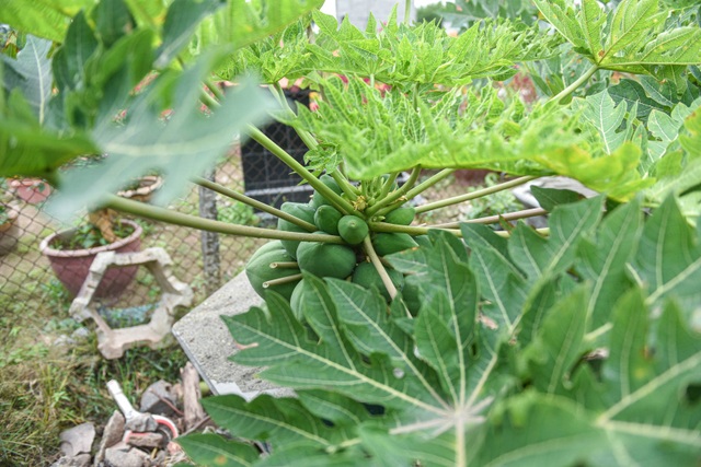 Săn đu đủ bonsai dáng siêu độc, quả đẻ chi chít chơi Tết - 6 Săn đu đủ bonsai dáng siêu độc, quả đẻ chi chít chơi Tết - 6
