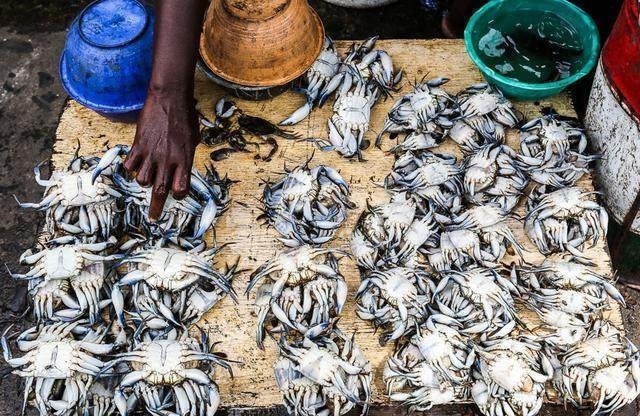Khu chợ bán hải sản rẻ hơn rau, con gì cũng có kích thước khủng - 5 Khu chợ bán hải sản rẻ hơn rau, con gì cũng có kích thước khủng - 5