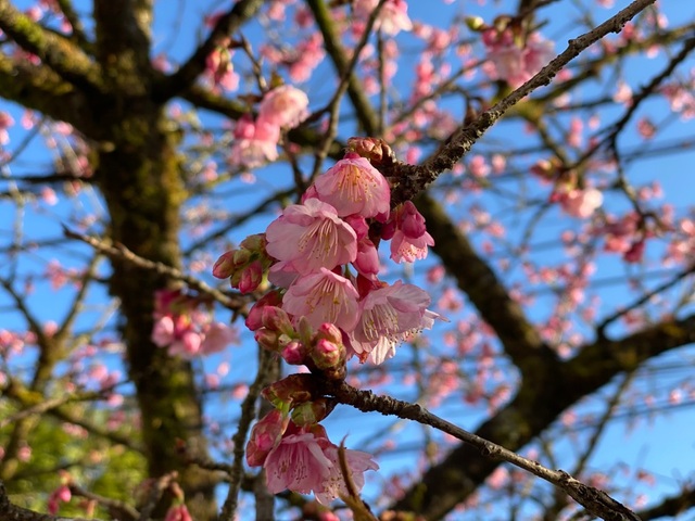 Admire the beautiful bloom of Japanese cherry blossoms in Sa Pa - 1