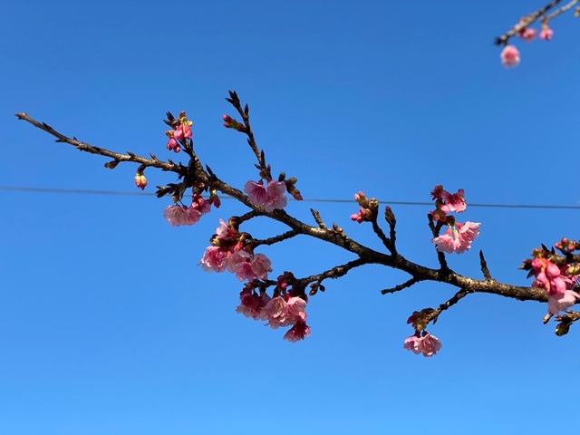 Chiêm ngưỡng sắc hoa anh đào Nhật Bản bung nở tuyệt đẹp tại Sa Pa - 3