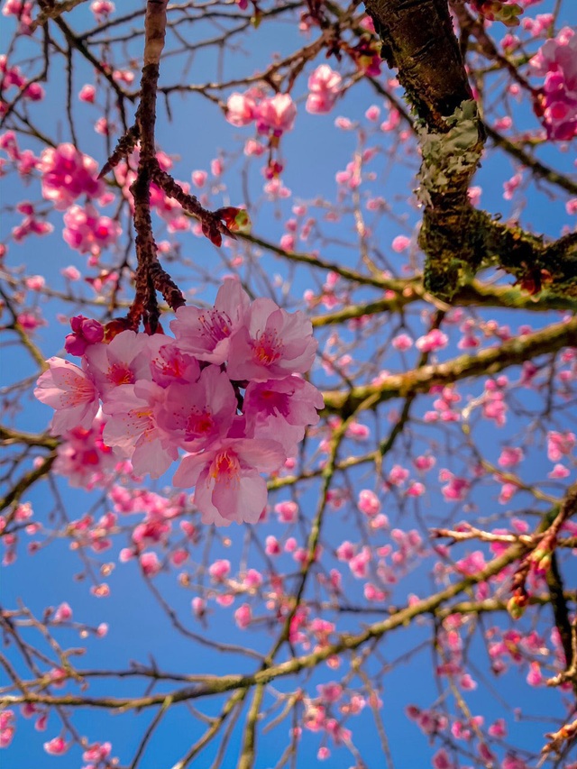 Chiêm ngưỡng sắc hoa anh đào Nhật Bản bung nở tuyệt đẹp tại Sa Pa - 4