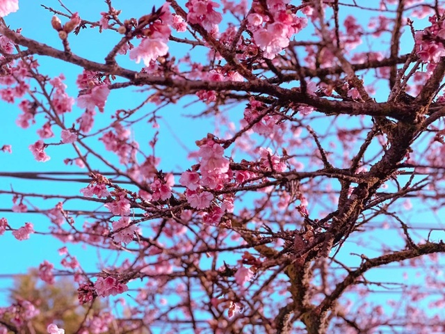 Admire the beautiful bloom of Japanese cherry blossoms in Sa Pa - 6