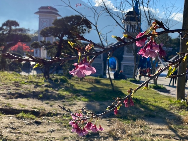 Chiêm ngưỡng sắc hoa anh đào Nhật Bản bung nở tuyệt đẹp tại Sa Pa - 7