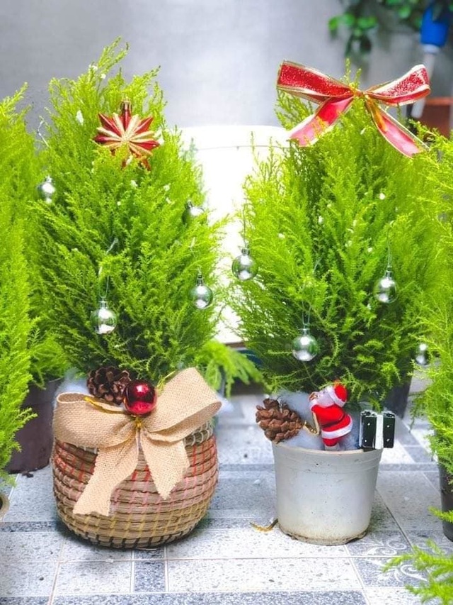 Tùng thơm mini giống hệt cây thông đắt khách Noel 2020 - 1 Tùng thơm mini giống hệt cây thông đắt khách Noel 2020 - 1