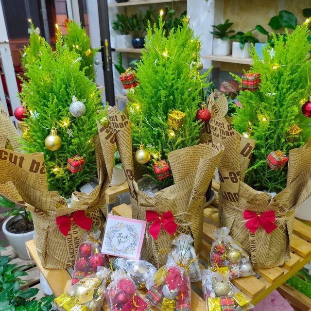 Tùng thơm mini giống hệt cây thông đắt khách Noel 2020 - 2 Tùng thơm mini giống hệt cây thông đắt khách Noel 2020 - 2