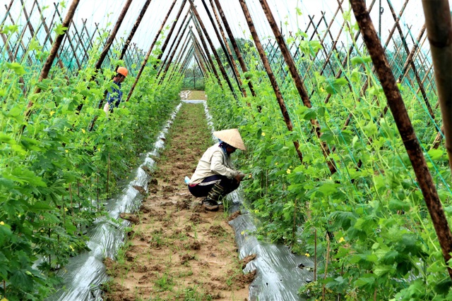 Sau lũ lớn, nông dân hối hả khôi phục rau màu cung ứng Tết - 1 Sau lũ lớn, nông dân hối hả khôi phục rau màu cung ứng Tết - 1