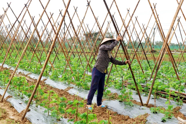 Sau lũ lớn, nông dân hối hả khôi phục rau màu cung ứng Tết - 2 Sau lũ lớn, nông dân hối hả khôi phục rau màu cung ứng Tết - 2
