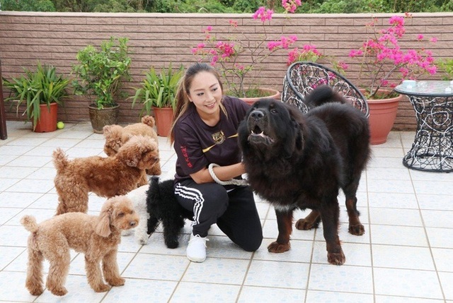 Bi kịch của chó ngao triệu USD: Hết thời bị bỏ rơi thành... chó hoang - 2 Bi kịch của chó ngao triệu USD: Hết thời bị bỏ rơi thành... chó hoang - 2
