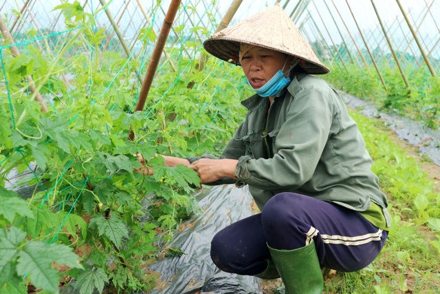 Sau lũ lớn, nông dân hối hả khôi phục rau màu cung ứng Tết - 3 Sau lũ lớn, nông dân hối hả khôi phục rau màu cung ứng Tết - 3