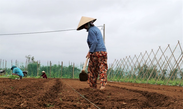 Sau lũ lớn, nông dân hối hả khôi phục rau màu cung ứng Tết - 6 Sau lũ lớn, nông dân hối hả khôi phục rau màu cung ứng Tết - 6