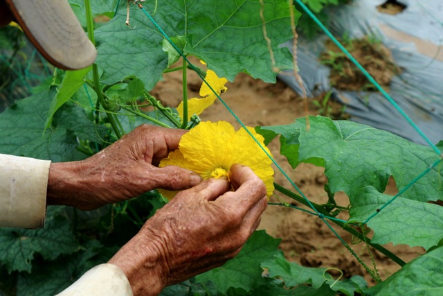 Sau lũ lớn, nông dân hối hả khôi phục rau màu cung ứng Tết - 7 Sau lũ lớn, nông dân hối hả khôi phục rau màu cung ứng Tết - 7