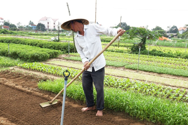 Sau lũ lớn, nông dân hối hả khôi phục rau màu cung ứng Tết - 9 Sau lũ lớn, nông dân hối hả khôi phục rau màu cung ứng Tết - 9