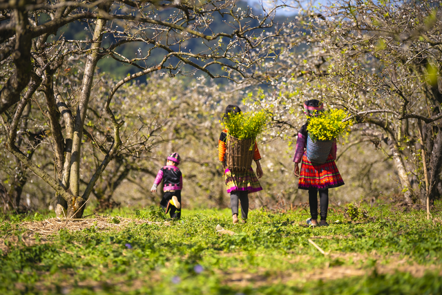 Beautifully forgetting the way the plum blossoms bloom in the sky of Moc Chau Plateau - 8