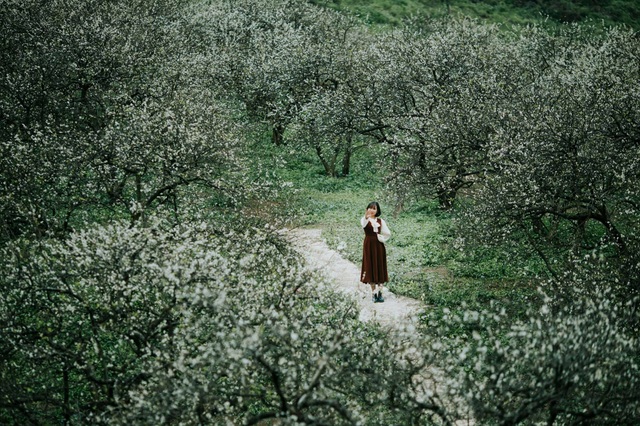 Beautiful, forgetting the way the plum blossoms bloom in the sky of Moc Chau Plateau - 6