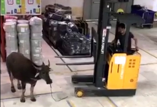 Trâu điên lạc vào công ty đuổi húc nhiều người, "chọi nhau" với xe nâng | Báo Dân trí