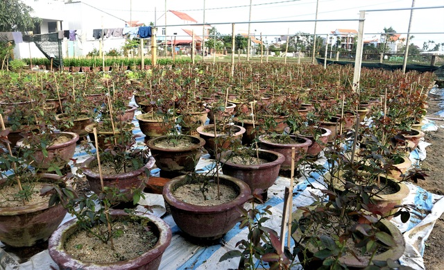 Người trồng cây cảnh ở Hội An phập phồng lo vụ Tết - 4 Người trồng cây cảnh ở Hội An phập phồng lo vụ Tết - 4