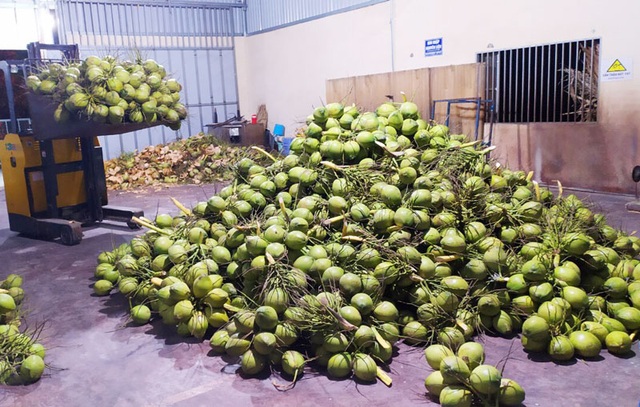 Siêu thị nước ngoài đặt mua 10 triệu trái dừa/năm, tìm mỏi mắt vẫn không đủ - 2 Siêu thị nước ngoài đặt mua 10 triệu trái dừa/năm, tìm mỏi mắt vẫn không đủ - 2