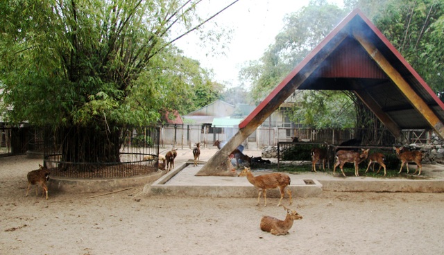 Những con vật co ro nép mình trong vườn bách thú Thủ Lệ vì lạnh - 5