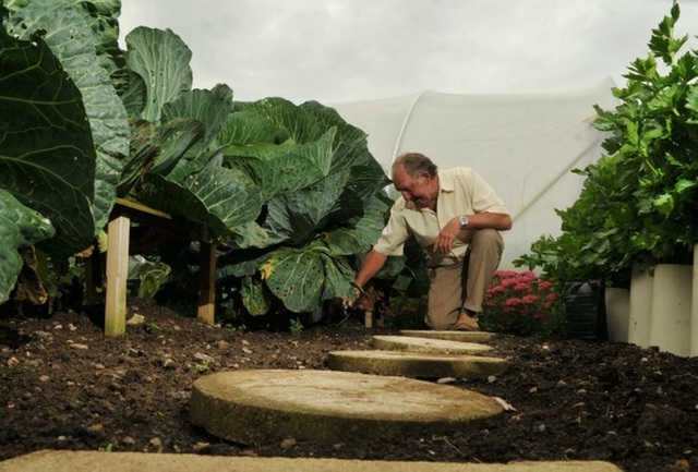 Choáng ngợp khu vườn siêu khổng lồ, rau bắp cải cũng nặng đến... 45kg - 8