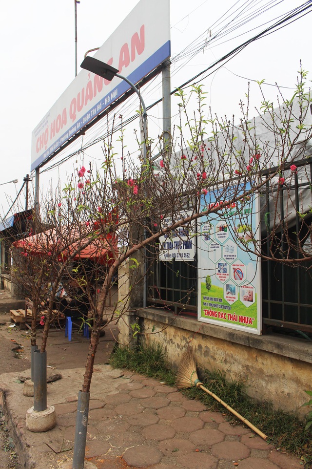 Đào Tết xuống phố sớm: Tiểu thương hét giá mỗi cành 1 triệu đồng - 1 Đào Tết xuống phố sớm: Tiểu thương hét giá mỗi cành 1 triệu đồng - 1