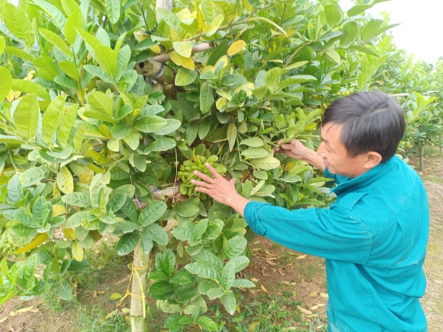 Người làm nghề trồng phật thủ tất bật vào vụ Tết - 3 Người làm nghề trồng phật thủ tất bật vào vụ Tết - 3