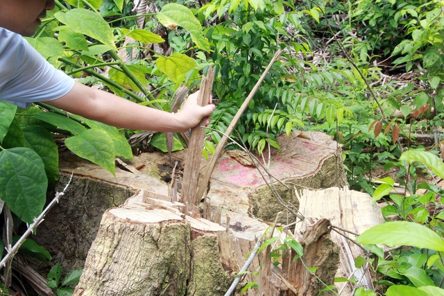 Sau loạt bài điều tra của Dân trí, khởi tố 12 bị can tàn sát rừng già - 2 Sau loạt bài điều tra của Dân trí, khởi tố 12 bị can tàn sát rừng già - 2