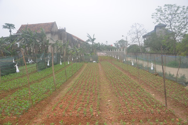 Người trồng hoa vùng rốn lũ chong đèn thúc hoa, đau đáu nỗi lo mất Tết