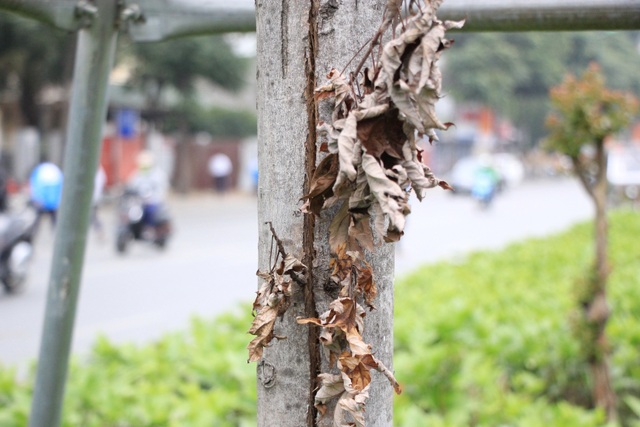 Những cây phong lá đỏ khô héo, nứt toác trên đường phố Hà Nội - 4 Những cây phong lá đỏ khô héo, nứt toác trên đường phố Hà Nội - 4
