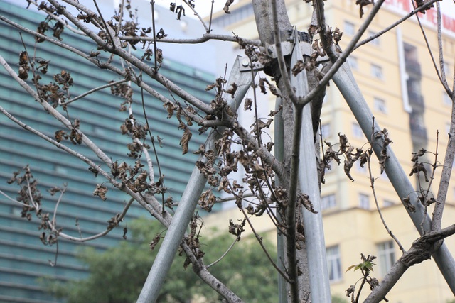 Những cây phong lá đỏ khô héo, nứt toác trên đường phố Hà Nội - 5 Những cây phong lá đỏ khô héo, nứt toác trên đường phố Hà Nội - 5