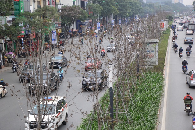 Những cây phong lá đỏ khô héo, nứt toác trên đường phố Hà Nội - 8 Những cây phong lá đỏ khô héo, nứt toác trên đường phố Hà Nội - 8