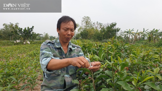 Nhờ cây giống này, lão nông Thái Bình lãi gần 1 tỷ đồng/năm, thoát cảnh sạt nghiệp - 1 Nhờ cây giống này, lão nông Thái Bình lãi gần 1 tỷ đồng/năm, thoát cảnh sạt nghiệp - 1