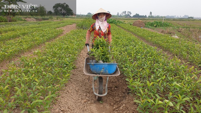 Nhờ cây giống này, lão nông Thái Bình lãi gần 1 tỷ đồng/năm, thoát cảnh sạt nghiệp - 7 Nhờ cây giống này, lão nông Thái Bình lãi gần 1 tỷ đồng/năm, thoát cảnh sạt nghiệp - 7