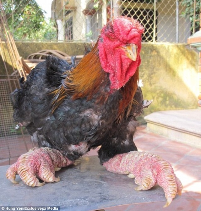 Cặp chân Cặp chân