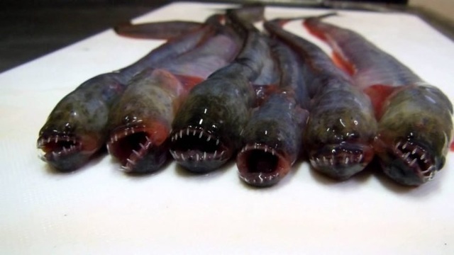 Loài cá có hình thù kỳ dị là đặc sản săn đón ở Nhật Bản - 1