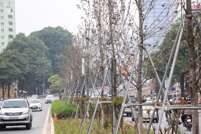 Những cây phong lá đỏ khô héo, nứt toác trên đường phố Hà Nội - 1 Những cây phong lá đỏ khô héo, nứt toác trên đường phố Hà Nội - 1
