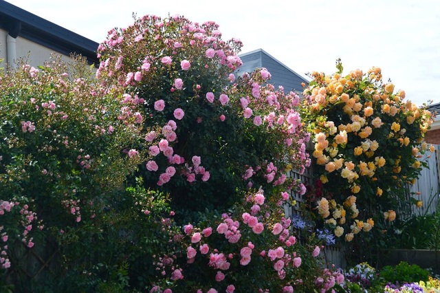 Khu vườn gần 50 loài hoa hồng khoe sắc quanh năm của mẹ Việt ở Úc - 3