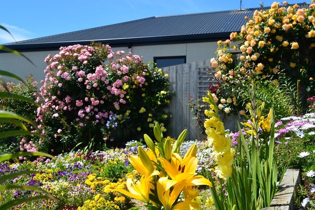 Khu vườn gần 50 loài hoa hồng khoe sắc quanh năm của mẹ Việt ở Úc - 9
