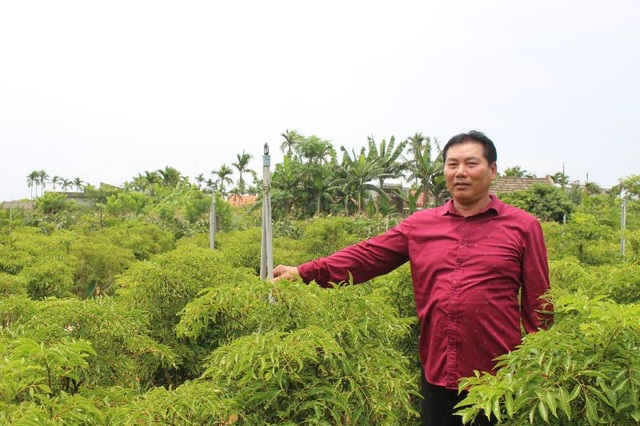 Bỏ lúa sang trồng cây giá trị kinh tế, người dân thu về trăm triệu đồng - 1 Bỏ lúa sang trồng cây giá trị kinh tế, người dân thu về trăm triệu đồng - 1