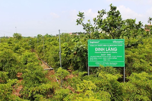 Bỏ lúa sang trồng cây giá trị kinh tế, người dân thu về trăm triệu đồng - 2 Bỏ lúa sang trồng cây giá trị kinh tế, người dân thu về trăm triệu đồng - 2