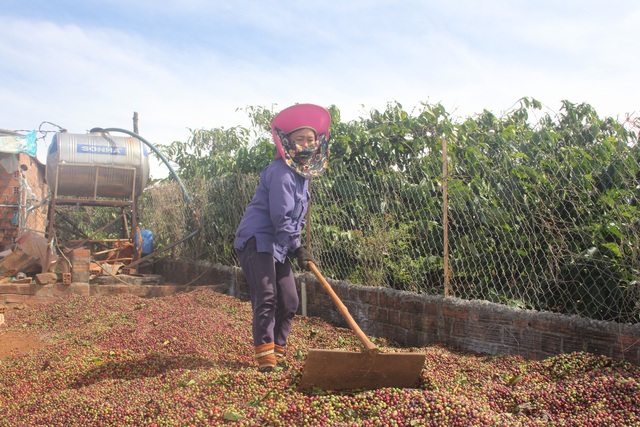 Gia Lai: Nông dân tất bật vào vụ thu hoạch cà phê - 13