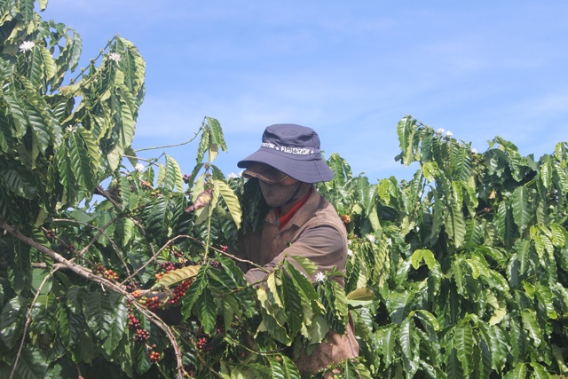 Gia Lai: Nông dân tất bật vào vụ thu hoạch cà phê - 4