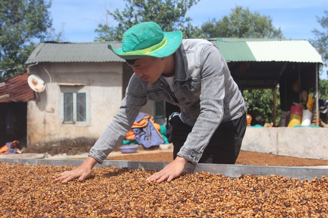 Gia Lai: Nông dân tất bật vào vụ thu hoạch cà phê - 14