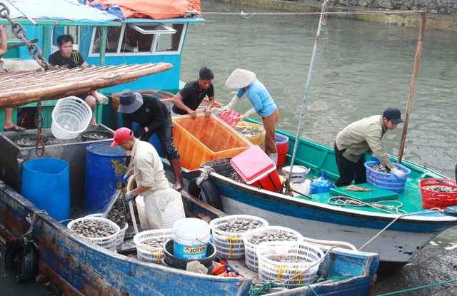 Quảng Ninh: Vân Đồn tung chiêu giúp ngư dân tìm đầu ra cho sản phẩm - 3