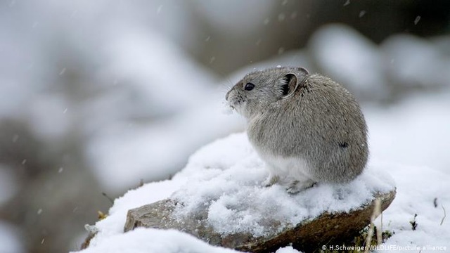 Làm thế nào để động vật và thực vật sống sót qua mùa đông băng giá? - 3
